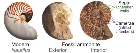 how are gastropods similar to ammonoids